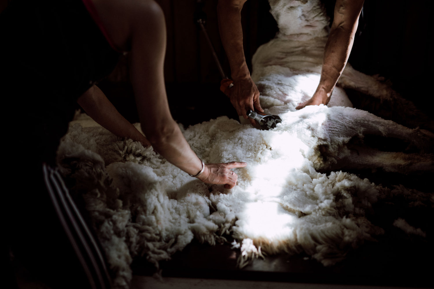 A merino sheep being shorn at Mount Nicholas Station.