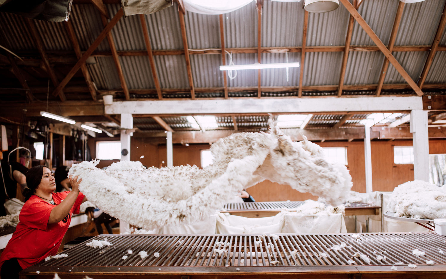 A wool handler spreading a merino fleece out over a sorting table at shearing time on Mt Nicholas Station.