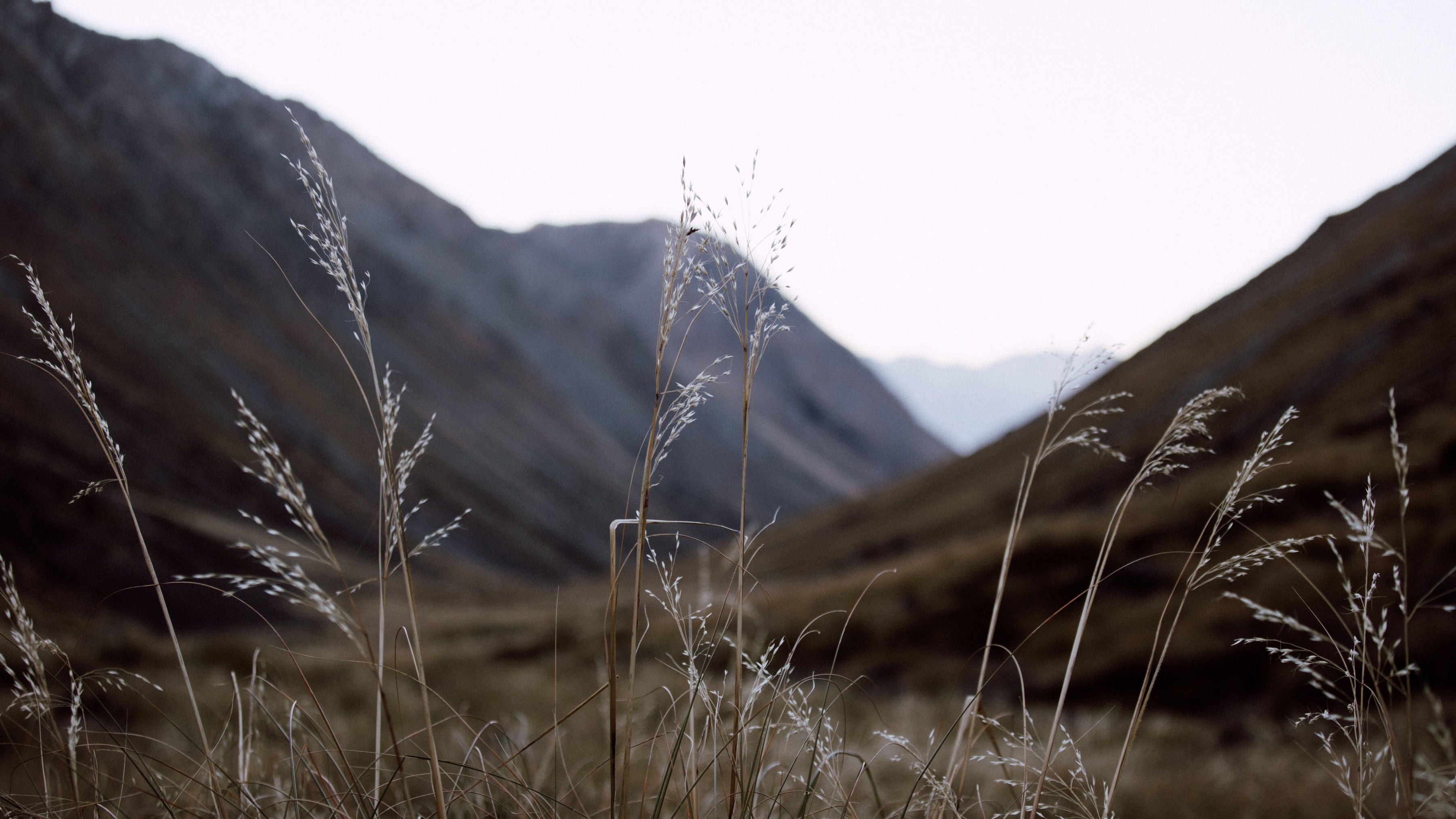 Long wild grass in the foreground overlooking the Mount Nicholas Station mountains.