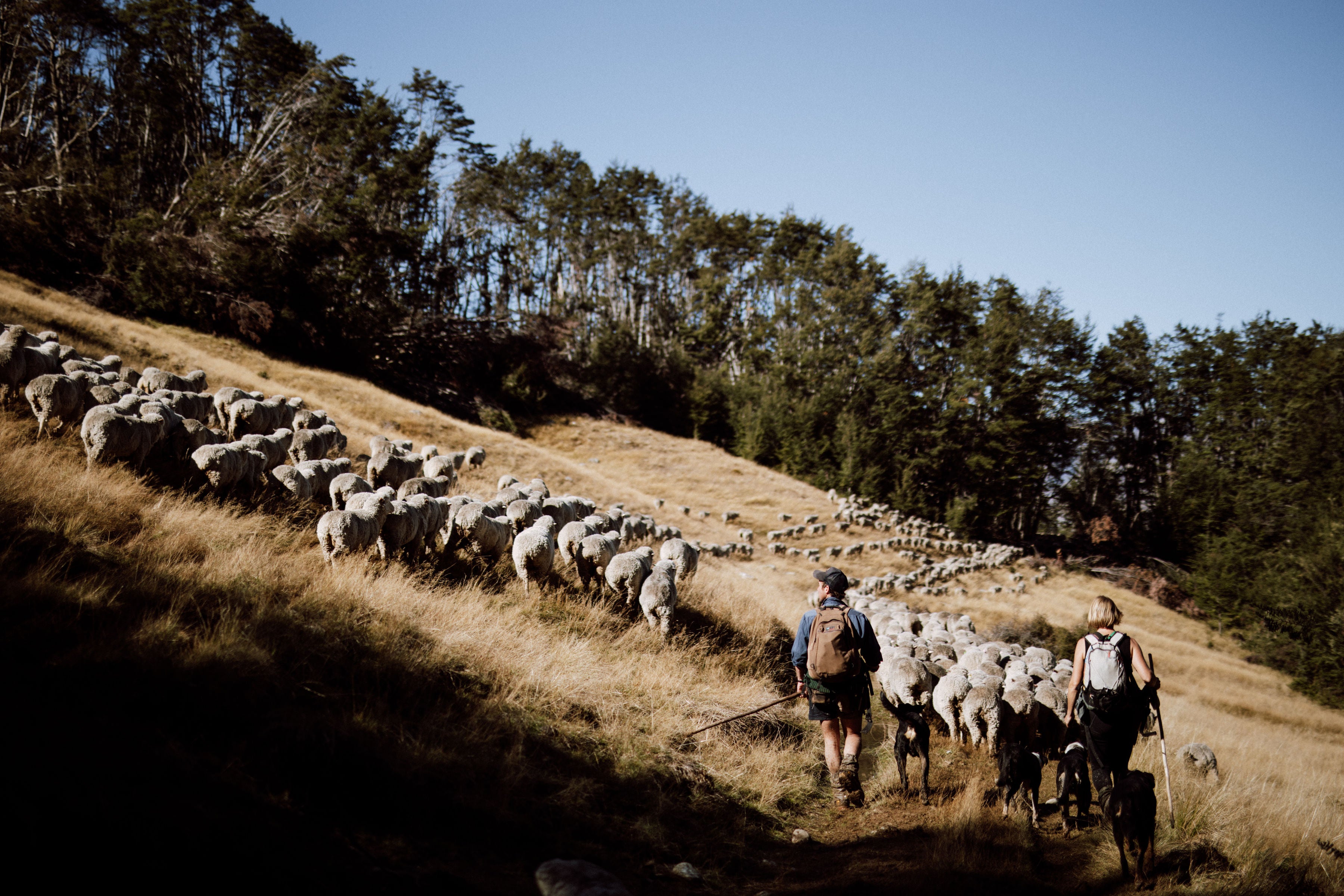 Farmers mustering merino sheep across the hill-country of Mount Nicholas Station.