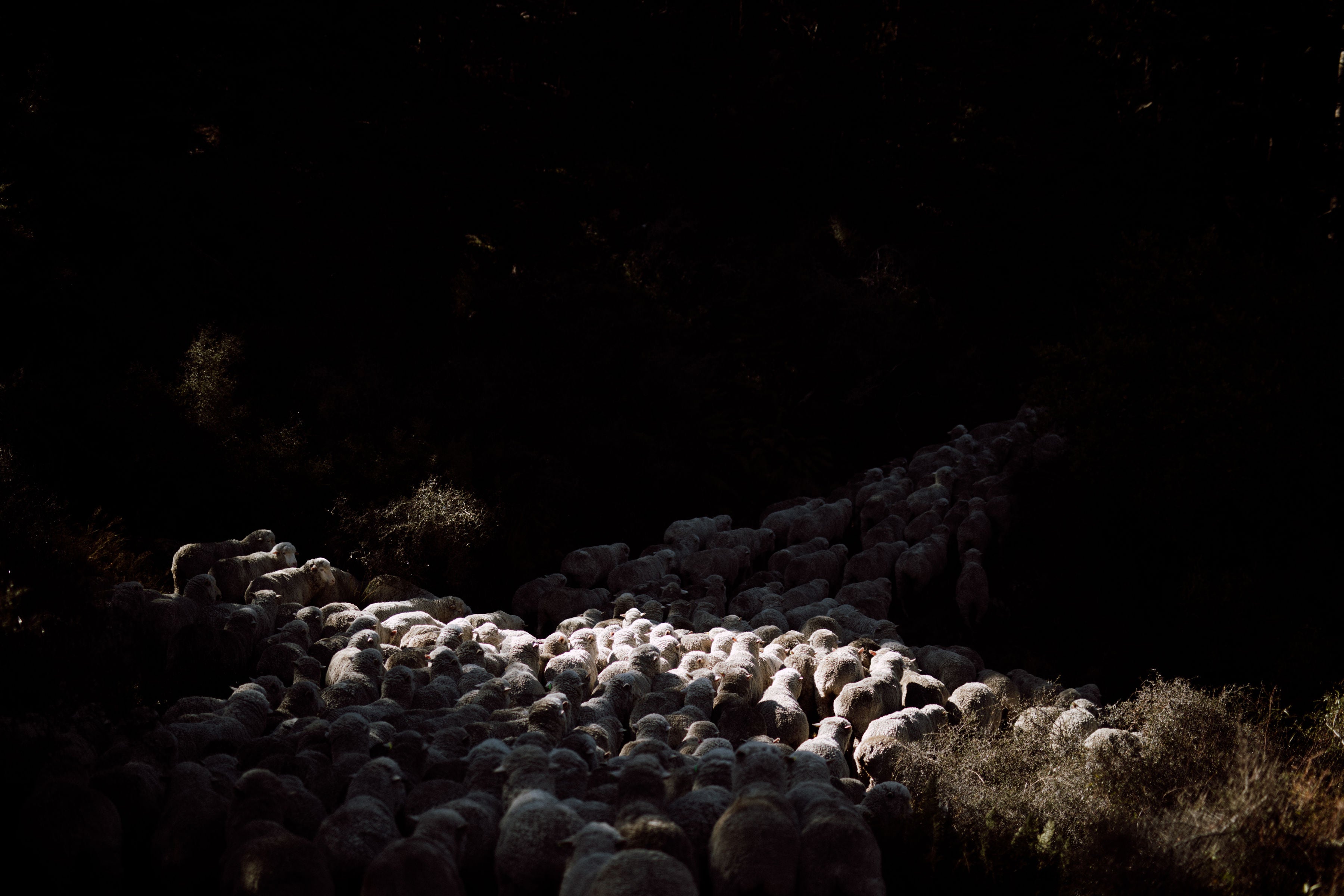 Merino sheep being mustered in the shadows at Mt Nicholas Station.